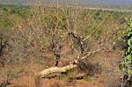 Sterculia rynchocarpa PV2690 Sololo Kenya 2014_0976.jpg